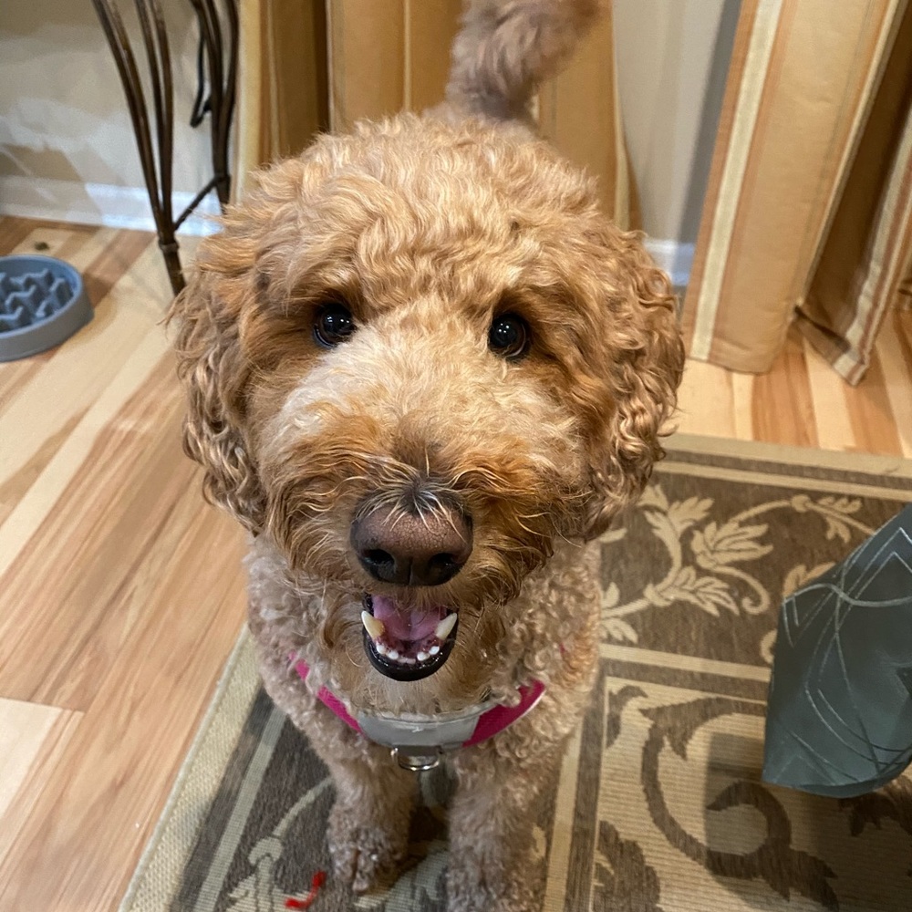 Meet your Posher, Anya